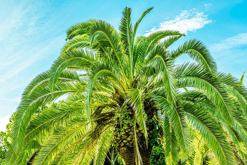 Dattelpalme von Dieter Walther