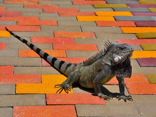 Groene leguaan Ostrich Farm Curaçao