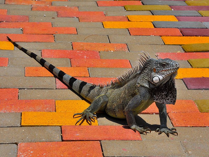 Grüner Leguan Straußenfarm Curaçao von Karel Frielink