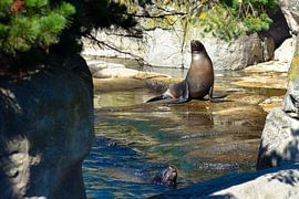 Seal in the sun by Winfred van den Bor