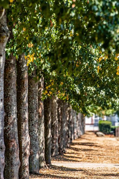 Avenue van Thomas Riess