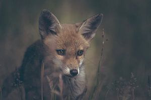 Portret van een jonge vos in de Nederlandse natuur in een dark moody setting