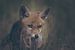 Porträt eines jungen Fuchses in niederländischer Natur in einer dunklen, stimmungsvollen Umgebung von Maarten Oerlemans