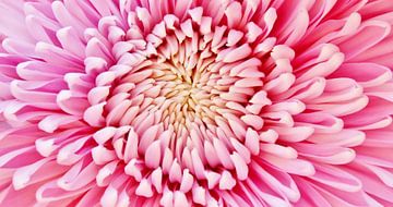 roze dahlia van Werner Lehmann