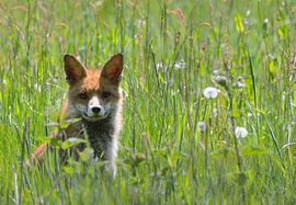 Junger Fuchs im Gras von Petra De Jonge