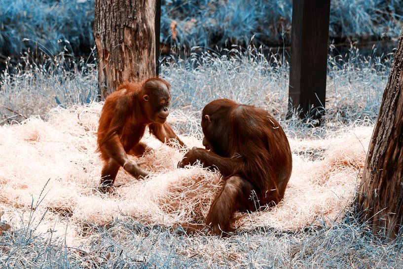 Monkeys playing by Liberty Biesma