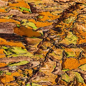 Couleurs et formes de l'orange sur Esther Bakker-van Aalderen