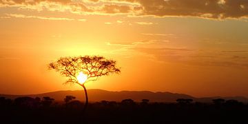 Zonsondergang op de Serengeti in Tanzania, Afrika van Marco van Beek