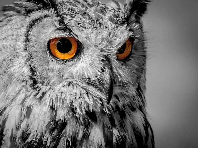 Owl by Bas Van Ooijen