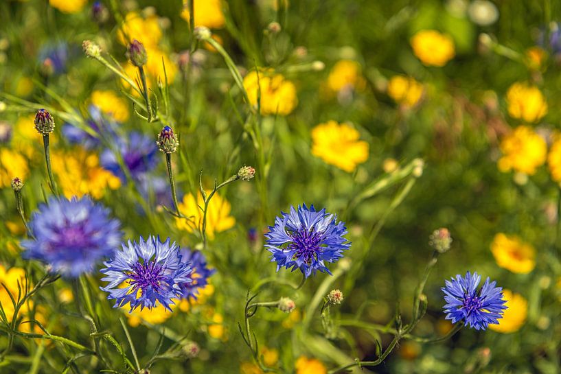 Blau blühende Kornblumen aus der Nähe von Ruud Morijn
