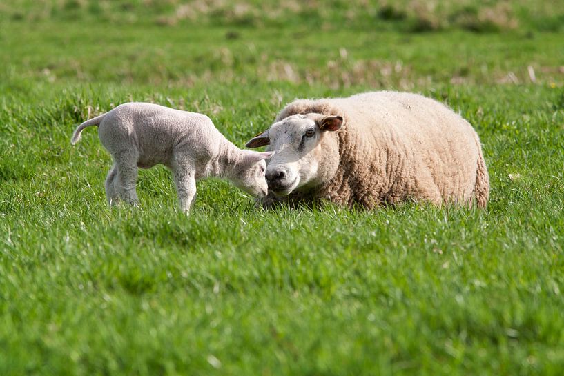 Mother sheep and her lamb by Peter de Kievith Fotografie