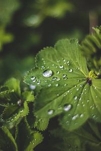 goutte de pluie sur Yara Verstappen