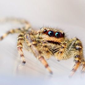 Springspin / Jumping spider van Harm Rhebergen
