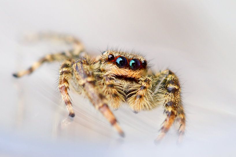 Springspin / Jumping spider von Harm Rhebergen