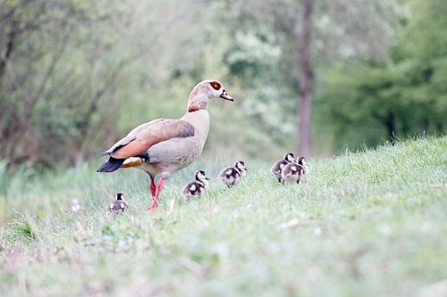 Nijlgans met pulletjes