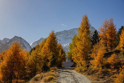Gouden lariksen en landschap in Arolla Wallis