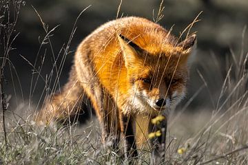 Vos in de kennemerduinen van Rolf Berends