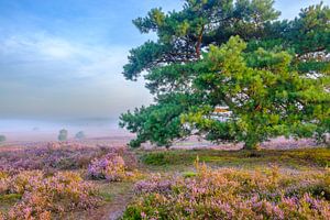 Heidelandschap tijdens zonsopkomst op de Veluwe van Sjoerd van der Wal Fotografie