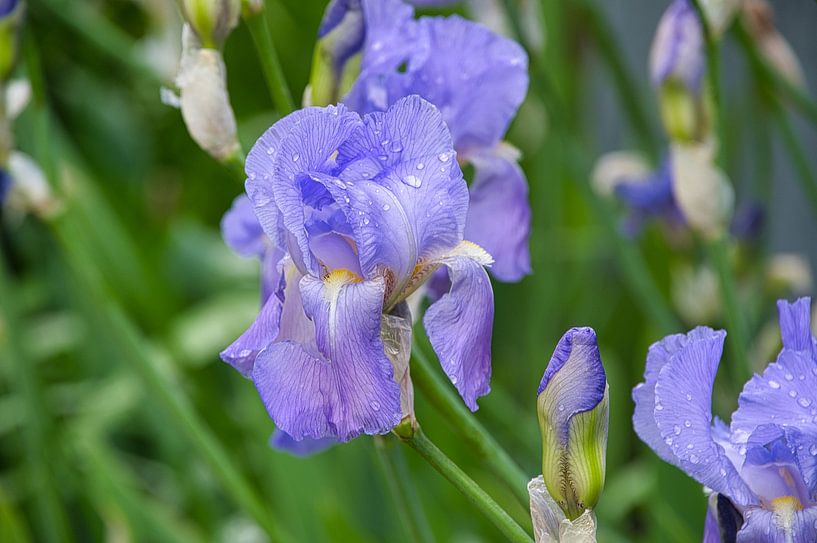 Lily in Provence by Tanja Voigt