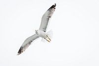 Möwe