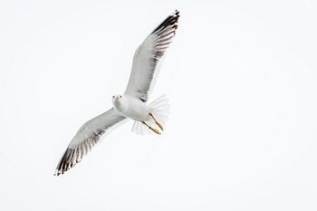Möwe