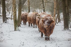 Schottischer Highlander