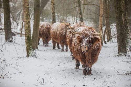 Scottish Highlander