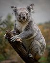 Koala in Boom van Jery Wormmeester thumbnail