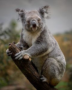 Koala in Boom van Jery Wormmeester