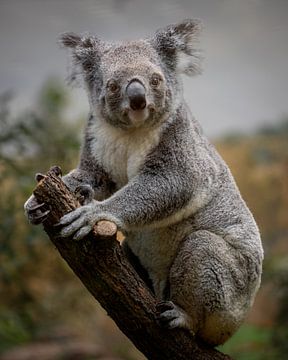 Koala dans un arbre sur Jery Wormmeester