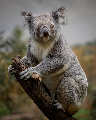 Koala in Tree by Jery Wormmeester