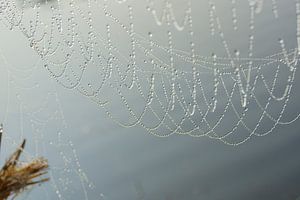 Web von Michel van Kooten