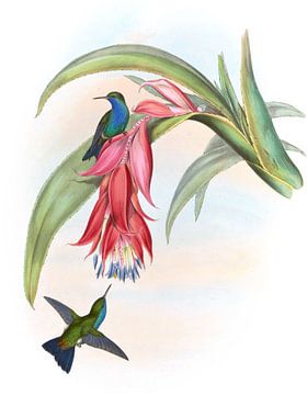 Sapphire met blauwbaas, John Gould van Hummingbirds
