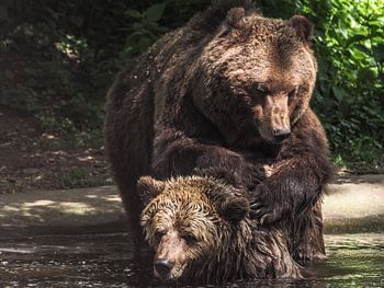Brown Bear : Ouwehands Dierenpark