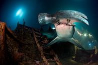 hammerhead shark by Dray van Beeck thumbnail