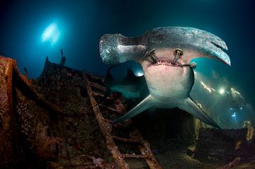 hammerhead shark by Dray van Beeck