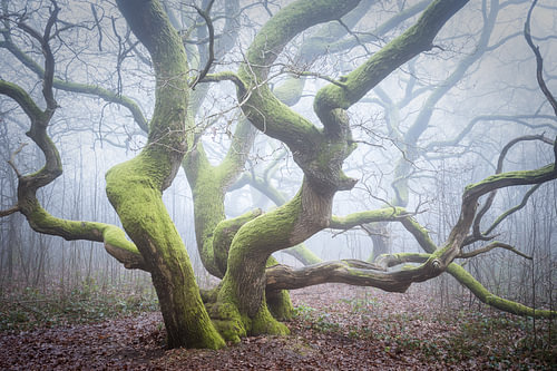 Kratteichen in de mist
