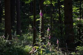 Blumen im Wald von foto's van gijs