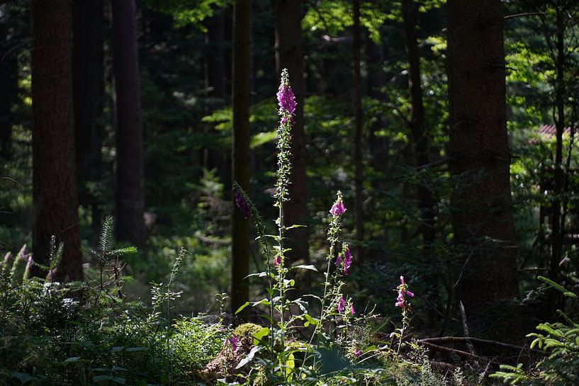 flowers in the forest by foto's van gijs