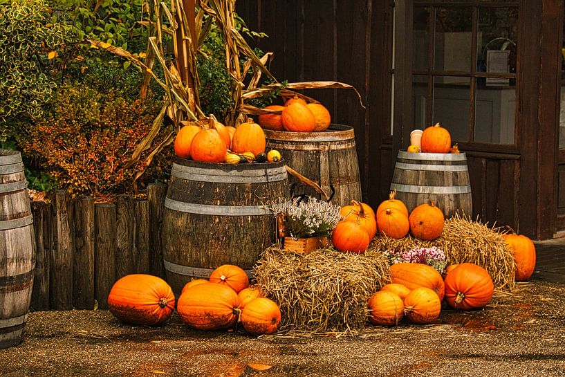 The pumpkin is decorative, delicious, healthy and beautiful to look at. by Martin Köbsch