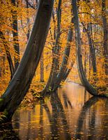 The famous Beeches at Twickel in autumn splendor