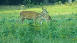 Herten, Zwijnen von Gijs van Veldhuizen