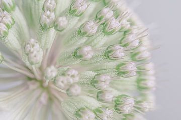 Pastel: De bloemetjes in het hart van een Astrantia major van Marjolijn van den Berg