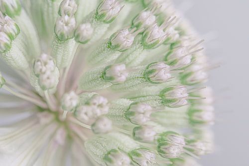 Pastel: De bloemetjes in het hart van een Astrantia major