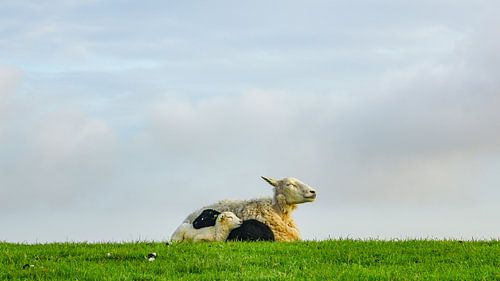 Schapen op de dijk op Terschelling