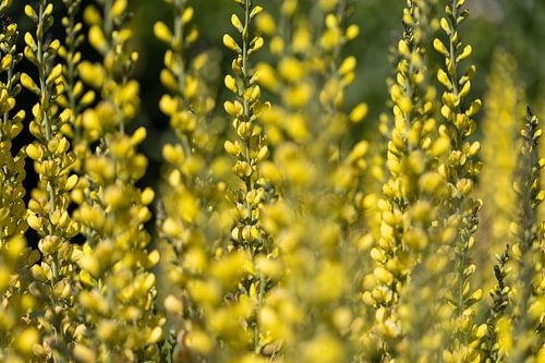 Een levendig geel veld met wilde bloemen in selectieve scherpstelling
