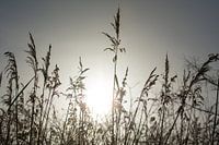 Silhouet