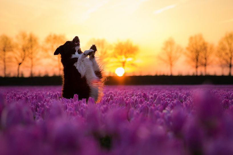 Fenna posing at the tulips by Pieter Bezuijen