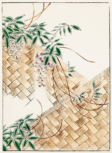 Wisteria-illustratie