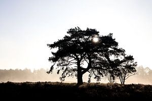Arbre solitaire par une matinée ensoleillée